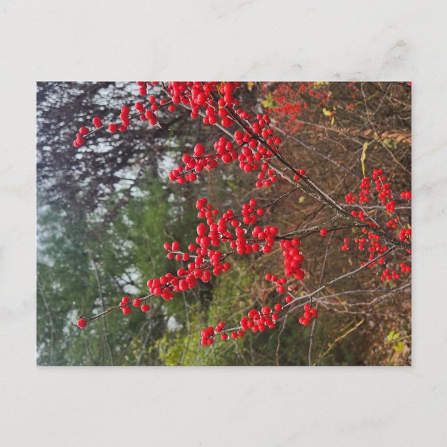 Cartão Postal Azevinho (Frente)