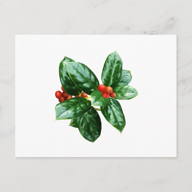 Cartão Postal Azevinho Com Bagas (Frente)