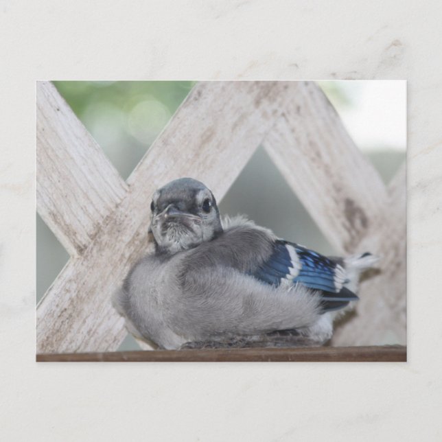 Cartão Postal Azul Bebê Gaio (Frente)