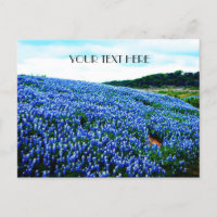 Azul Boninas Flores Azuis Texas Texano Floral