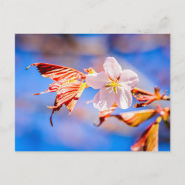 Cartão Postal Azul-céu cor-de-rosa Sakura