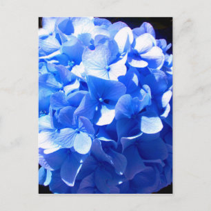 Cartão Postal Azul cobalto floral elegantes hortênsias azuis