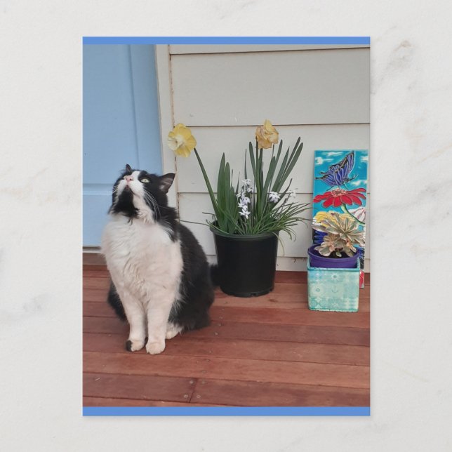 Cartão postal azul de gato Tuxedo fofo com flores  (Frente)