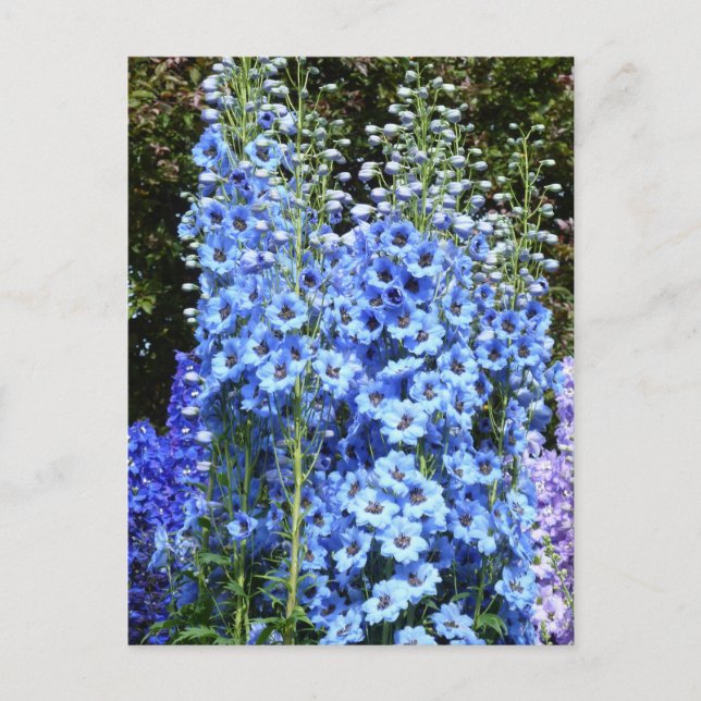 Cartão Postal Azul Delfinium Floral Flowers Natureza (Frente)