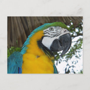 Cartão postal azul e Dourado de papagaio Macaw