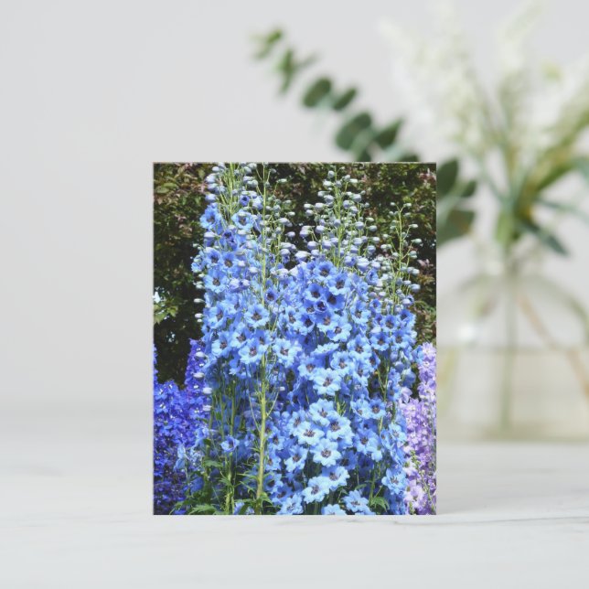 Cartão postal Azul Floral Delphinium Flores Garden (Em pé/Frente)