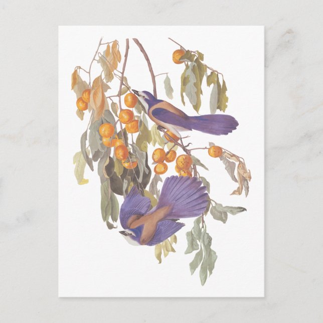 Cartão Postal Azul Gaio da Florida Audubon Pássaros com Laranjas (Frente)