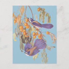 Cartão Postal Azul Gaio-do-charco-da-flórida Audubon Aves com La