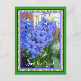 Cartão Postal Azul Hyacinth