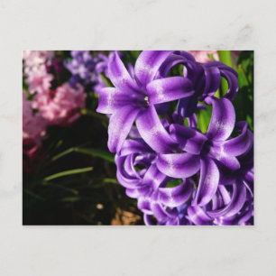 Cartão Postal Azul Hyacinth II Primavera Floral