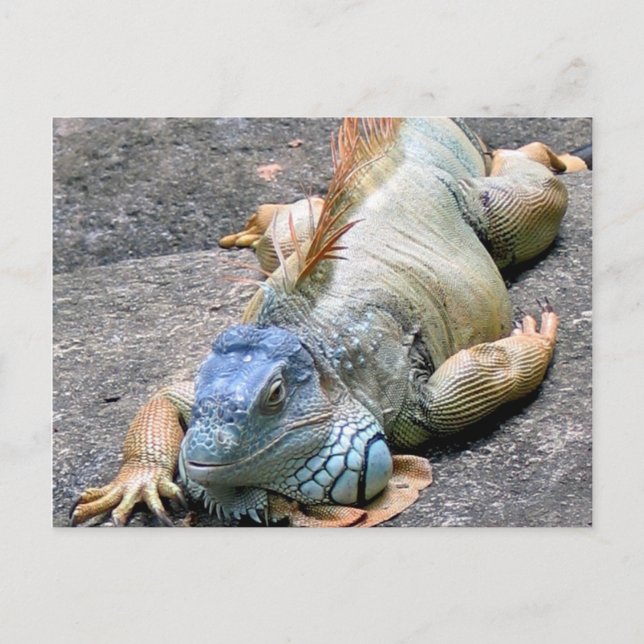 Cartão Postal Azul Iguana (Frente)