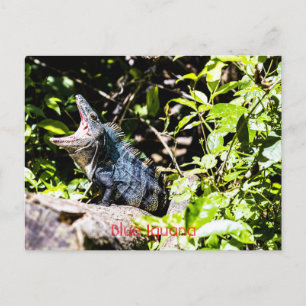 Cartão Postal Azul Iguana