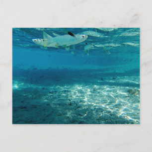 Cartão Postal Azul Infinito