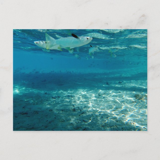 Cartão Postal Azul Infinito (Frente)