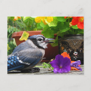 Cartão Postal Azul Jay e Flores