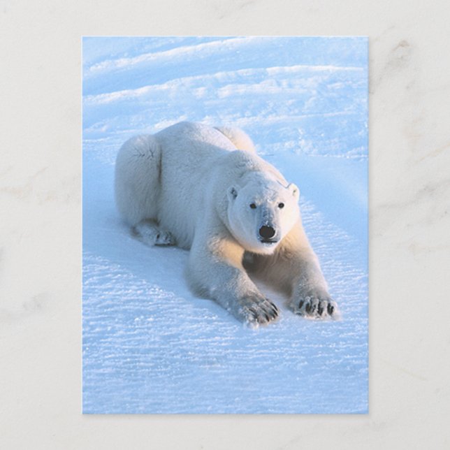 Cartão Postal Azul Urso Polar (Frente)