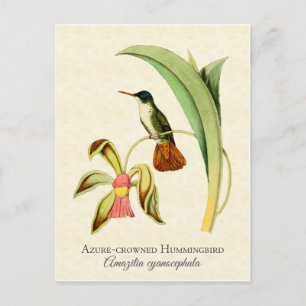 Cartão Postal Azure Crowed Hummingbird Vintage Art