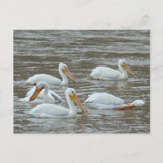 Cartão Postal B16 Pelicanos brancos no Rio Muddy (Frente)