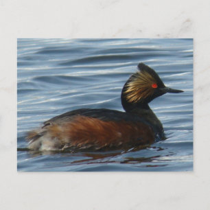 Cartão Postal B1 Eared Grebe
