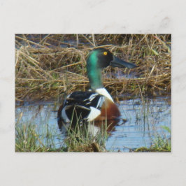 Cartão Postal B26 pato-colhereiro do norte Drake