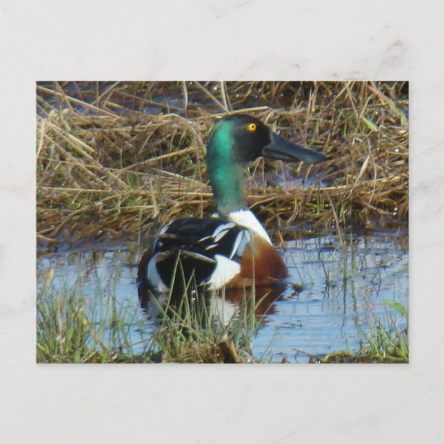 Cartão Postal B26 pato-colhereiro do norte Drake (Frente)