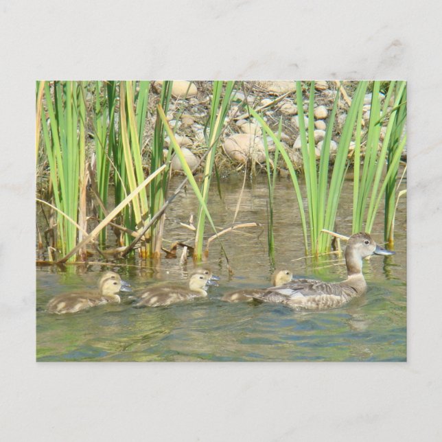 Cartão Postal B34 Mãe Pata e Patinhos (Frente)