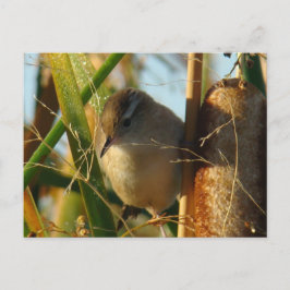 Cartão Postal B3 Marsh Wren