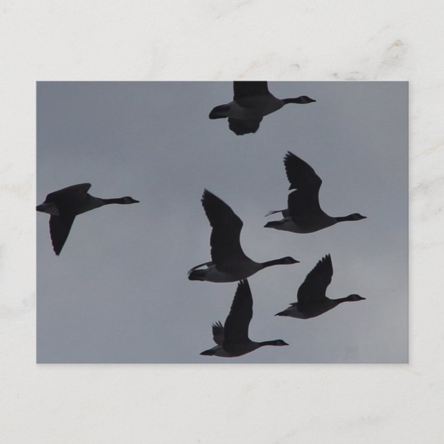 Cartão Postal B46 Gansos Canadianos em Voo (Frente)