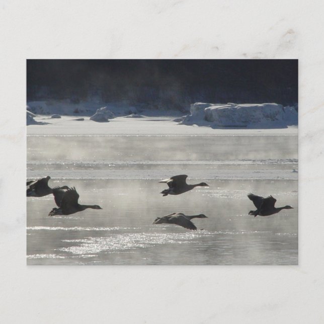 Cartão Postal B47 Geese Canadiana sobre rio congelado (Frente)