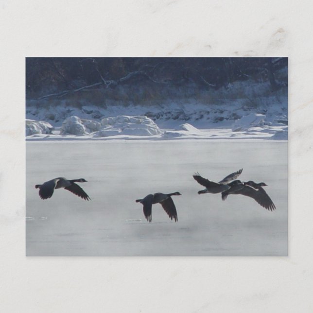Cartão Postal B48 Geese Canadiana sobre rio congelado (Frente)