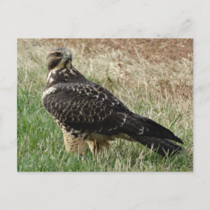 Cartão Postal B52 Hawk de Swainson