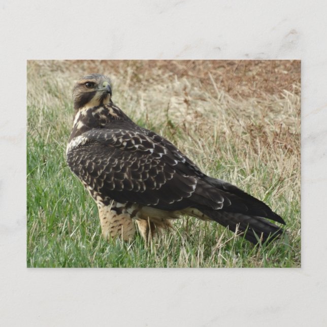Cartão Postal B52 Hawk de Swainson (Frente)