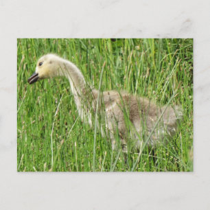 Cartão Postal B58 Ganso Canadense Gosling na Grama