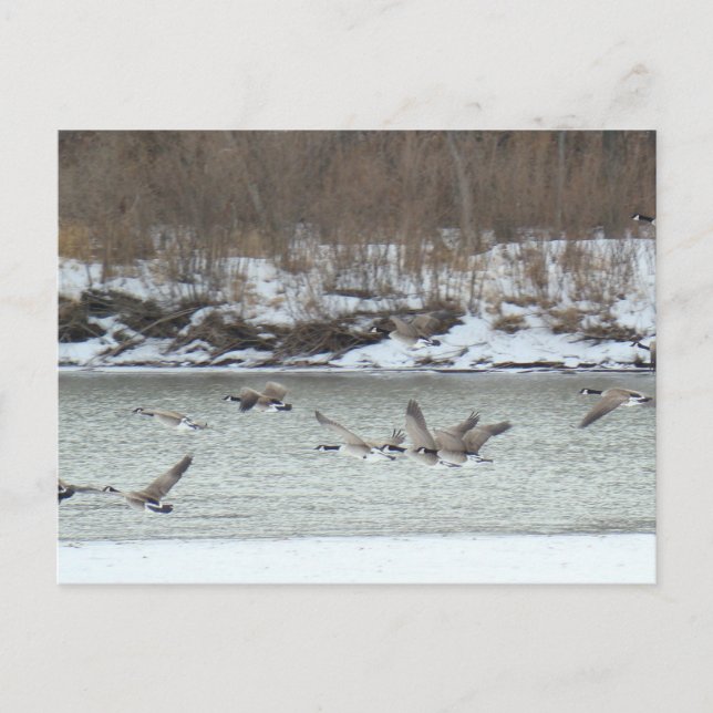 Cartão Postal B7 Gansos Canadianos de Voo (Frente)