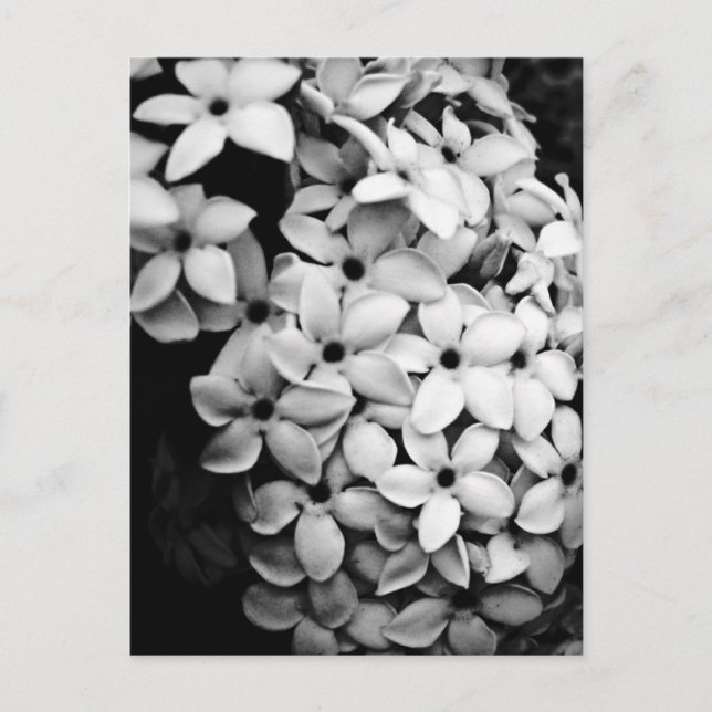 CARTÃO POSTAL B&W (Frente)