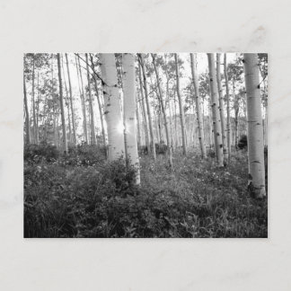 Cartão Postal B&W Asp. 7