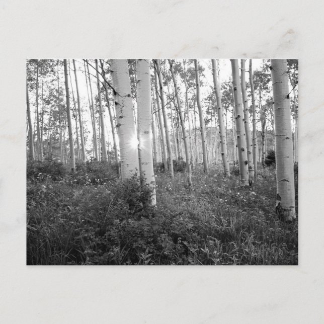 Cartão Postal B&W Asp. 7 (Frente)