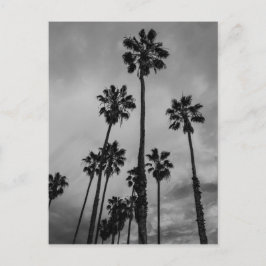 Cartão Postal B&W Los Angeles palms