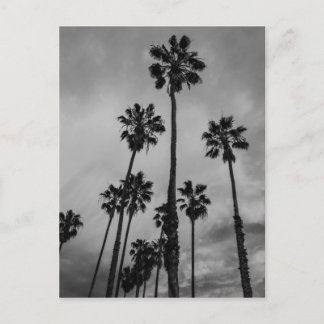 Cartão Postal B&W Los Angeles palms