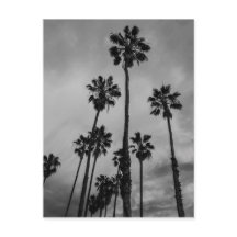 B&W Los Angeles palms