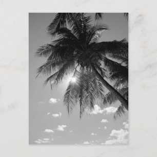 Cartão Postal B&W Palm