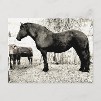Cartão Postal B&W Percheron Mare