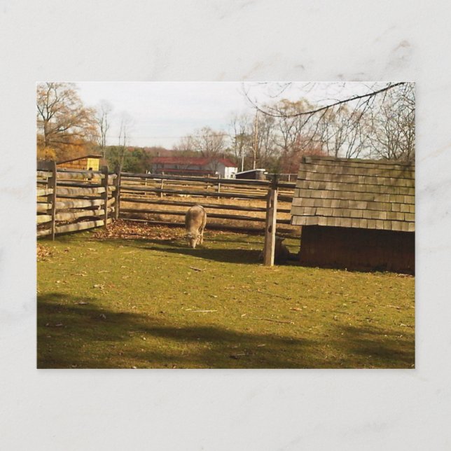 Cartão Postal Baaa! (Frente)