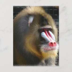 Cartão Postal Baboon Postcard