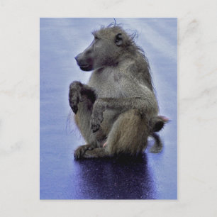 Cartão Postal Baboon Sitting