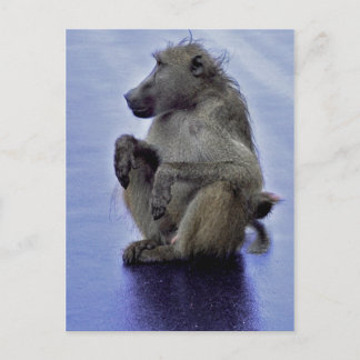 Cartão Postal Baboon Sitting