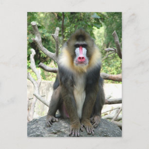 Cartão Postal Babuínos brincalhões, fofos, inteligentes e amigáv