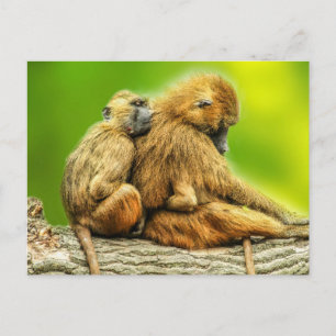 Cartão Postal Babuínos da Guiné