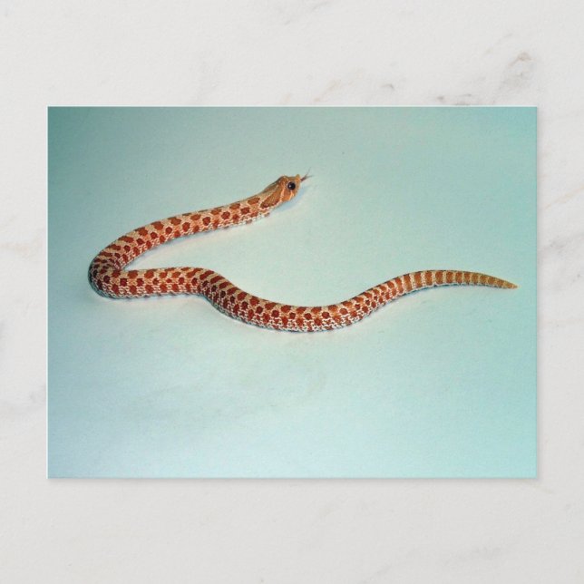 Cartão Postal Baby Albino Hognose Cobra Card (Frente)