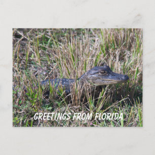 Cartão Postal Baby Alligator Cute Nature Personalize